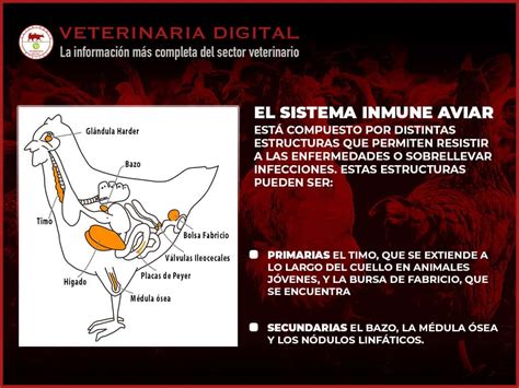 Inmunología Veterinaria Veterinaria Digital Avicultura