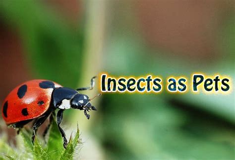 Insects As Pets Did You Know Pets