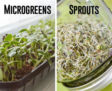 Everything You Need To Know About Microgreens Scotts Fafard