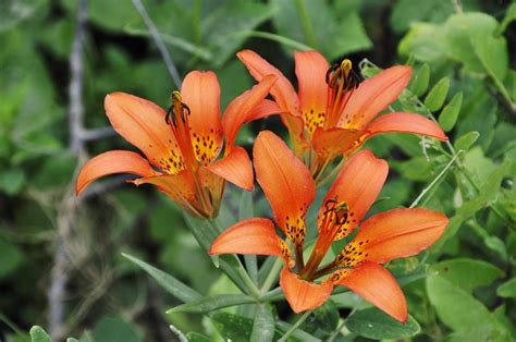 Saskatchewan Flower