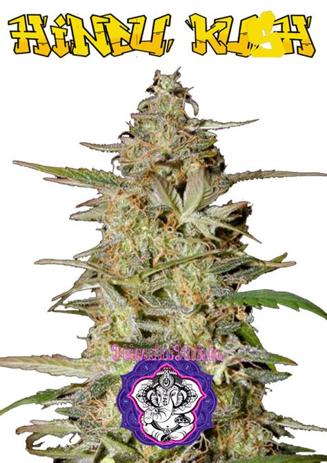 Best Kush Strains: Explore the Top 14 Kush Strain of Cannabis Seeds by ...