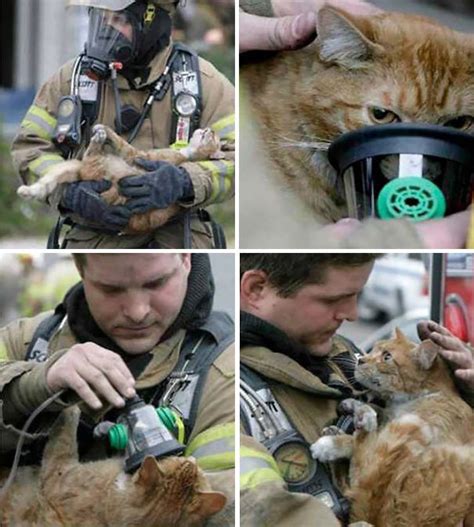 Firefighter Saving Cat