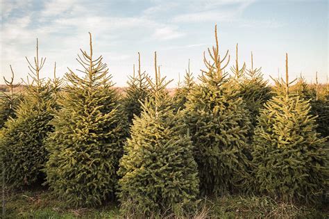 «Norway Spruce Christmas Trees In A Field» del colaborador de Stocksy ...