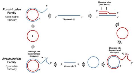 Viroid RNA | McManus Lab