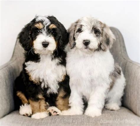 Everything You Want To Know About Bernedoodle Dogbeast Puppies