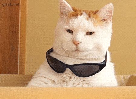 Cats Boss GIF - Find & Share on GIPHY