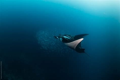 "A Manta Ray Swimming With A School Of Jack Fishes In The Blue Water Of ...