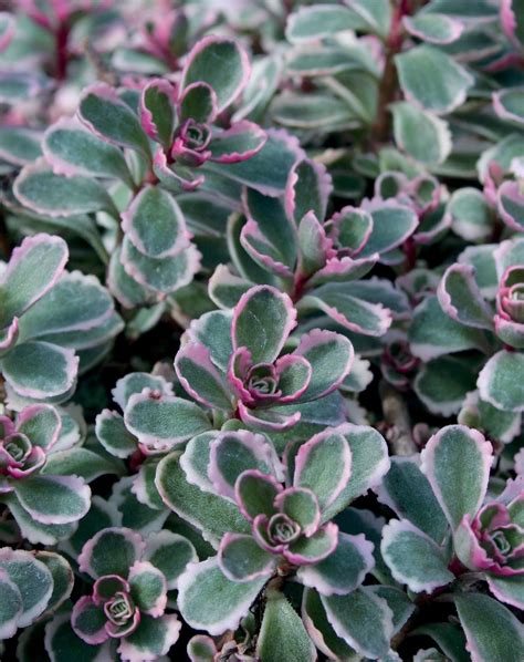 Sedum spurium tricolor cold hardy succulent plant Succulents & Cacti ...