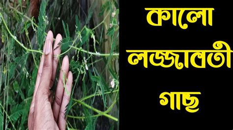 কালো লজ্জাবতী গাছ । কেমন দেখতে হয়চ Youtube