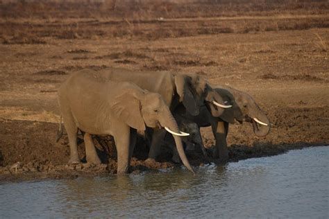 5 Day Safari Experience Mikumi Ruaha And Udzungwa National Parks