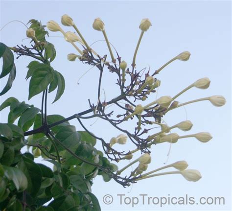 Millingtonia Hortensis Tree Jasmine Indian Cork Tree Maramalli