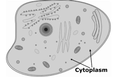 Write a short note on: Cytoplasm and Nucleus.