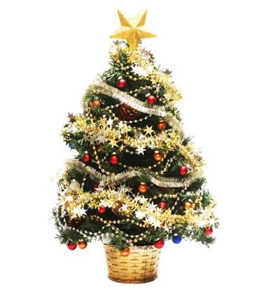 Живые новогодние елки в кадках – экологичная альтернатива срубленным ...