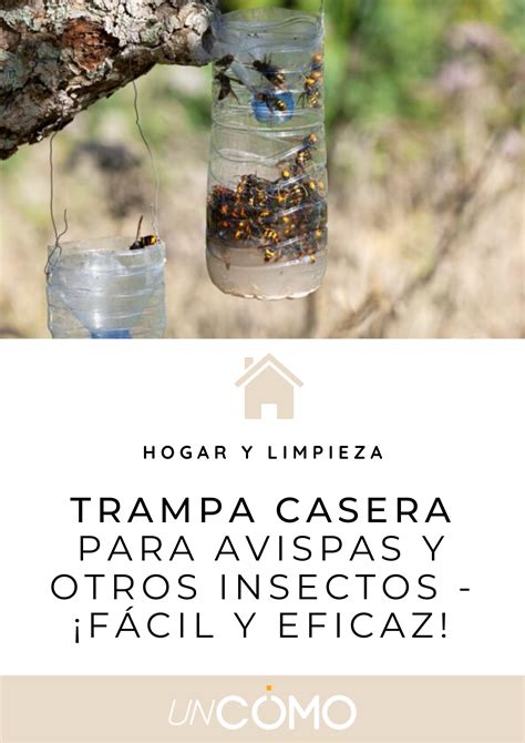 Trampa Para Insectos Casera Y Efectiva Repelente De Insectos