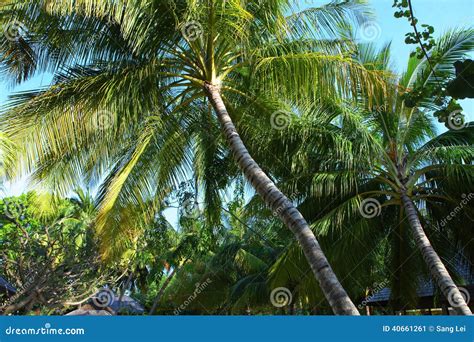 Coconut tree at Maldives stock image. Image of beautiful - 40661261