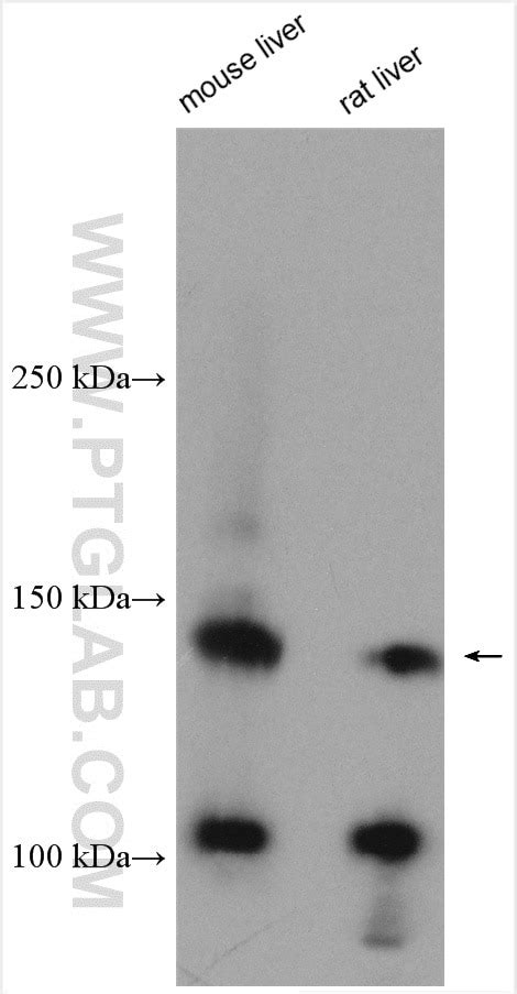 C Met Cytoplasmic Antibody Ap Proteintech