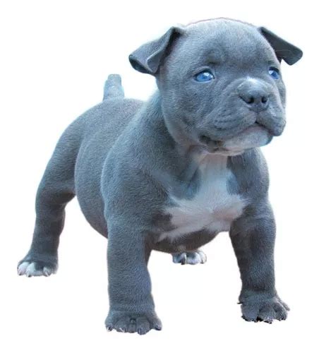 Filhote American Bully Cinza Olhos Azuis Pedigree Parcelamento