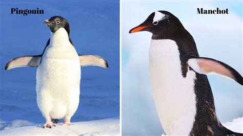 Pingouin ou manchot connaissez vous la différence