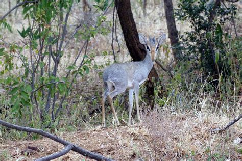 Guenthers Dik Dik • Travel Guide • Destination Uganda