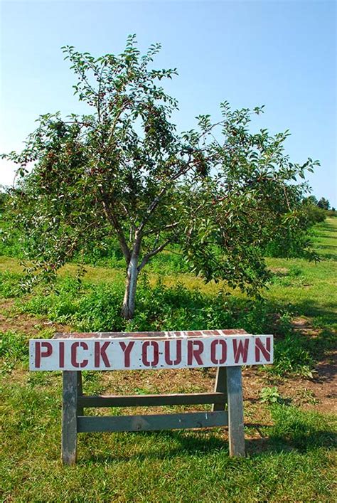 Guide to Cherry Picking | Destination Door County