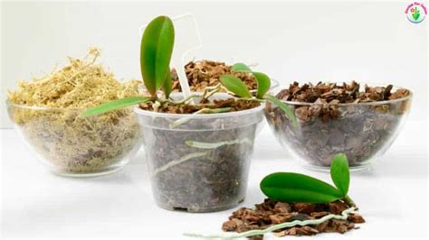 Orchid Potting Mix Types Of Planting Mediums For Orchids