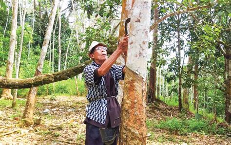 Hanya Kerajaan Perpaduan Naikkan Insentif Getah Dua Tahun Berturut Turut