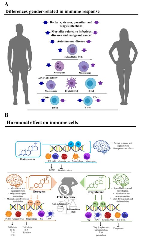 Biomedicines Free Full Text Sex Hormones As Key Modulators Of The