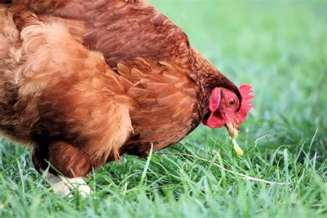 Gallina Características Alimentación Hábitat Reproducción