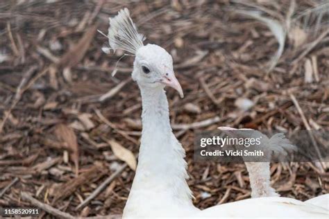 Albino Peacocks Photos and Premium High Res Pictures - Getty Images