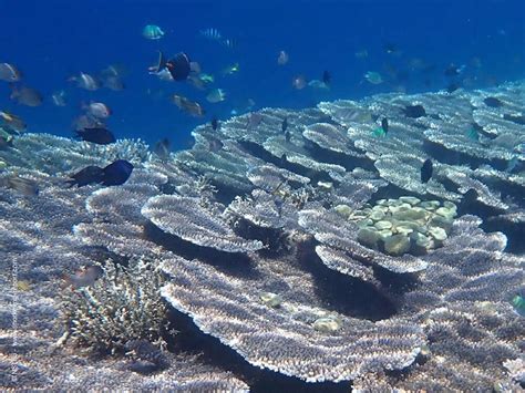 Snorkeling on Komodo Resort's House Reef | Snorkeling in Indonesia