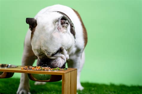 12 Best Raised Dog Feeders - iHeartDogs.com