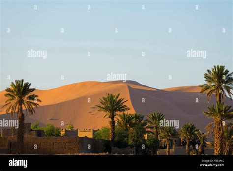 Sand Dunes And Palm Trees Near Merzouga Erg Chebbi Sahara Desert