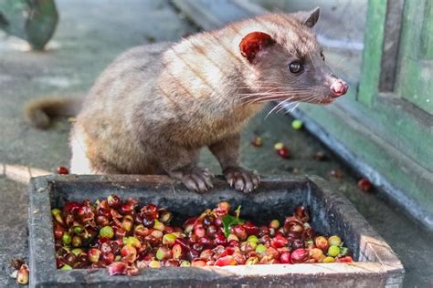 Bedanya Musang Dan Luwak Meteor