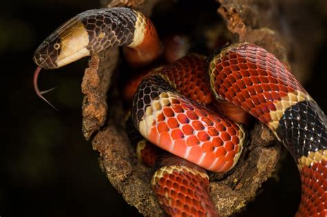 Venomous Snakes In The Carolinas Palmetto Exterminators