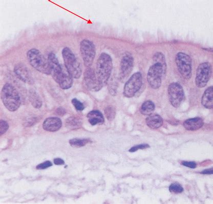 Epithelial Tissues Lab Flashcards Quizlet