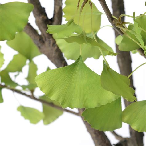 Árbol Artificial Ginko Royal De Plástico Verde Ø85 X 234 Cm — Qechic