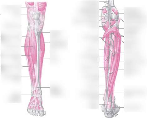 ankle muscles 2 Diagram | Quizlet