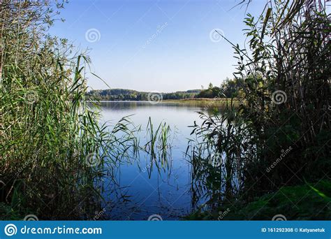 Marshy Land and Eco System with Plants Stock Photo - Image of reeds ...