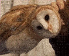 Owl Head Spin Asrai GIFs - Find & Share on GIPHY