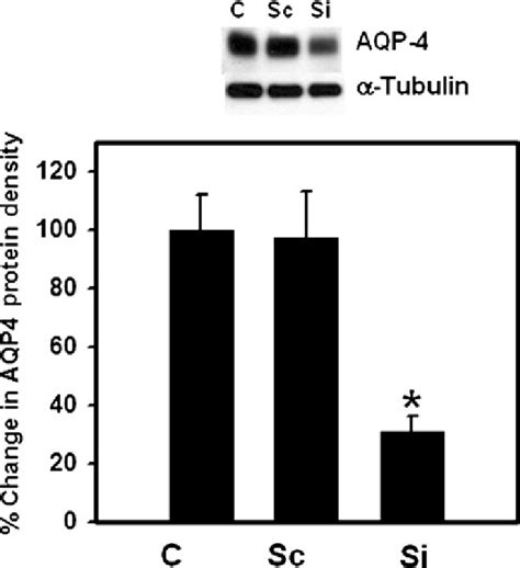 Effect Of Aquaporin 4 Aqp4 Sirna 50 Nm On Aqp4 Protein Levels