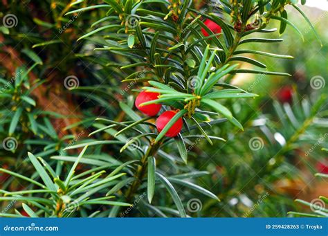 Yew Tree Taxus Cuspidata Branches With Red Berries Stock Image Image Of Coniferous Natural