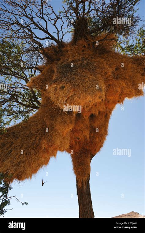 Nests Of The Sociable Weaver Bird Philetairus Socius In A Tree In The