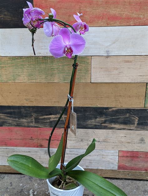 Flowers | Natty Garden