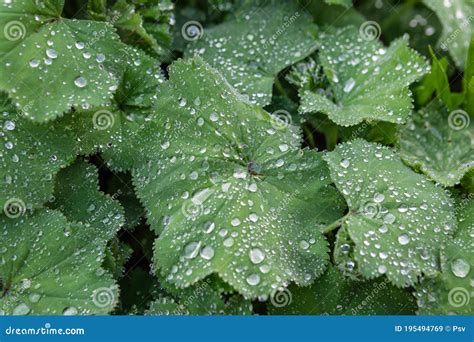 Plantas De Jardim Gotas De Chuva Imagem De Stock Imagem De