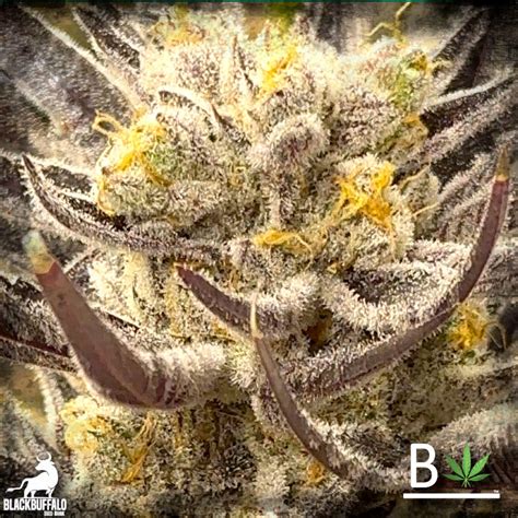 Chimera Breath Beleaf Feminized Seeds Blackbuffalo