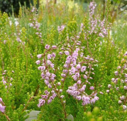 Buy Calluna Vulgaris Spring Torch Scots Heather Online From Jacksons