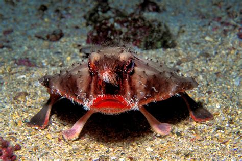Top 10 Ugly Animals