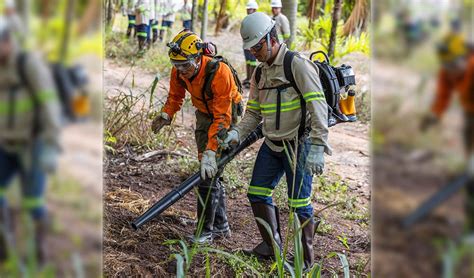 Bracell reforça campanha de prevenção e combate à incêndios florestais