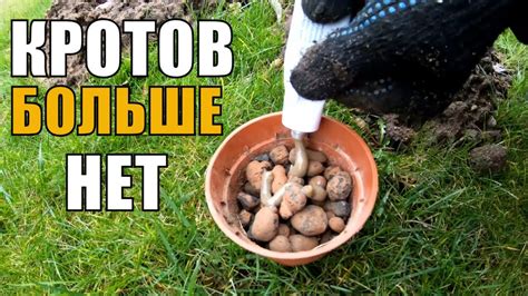 Как избавиться от кротов. Как поймать крота на участке. Дачные советы ...