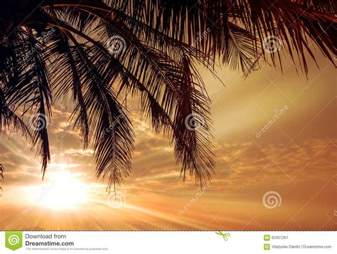 Palm In Sand Beach Stock Image Image Of Sand Summer 62001261